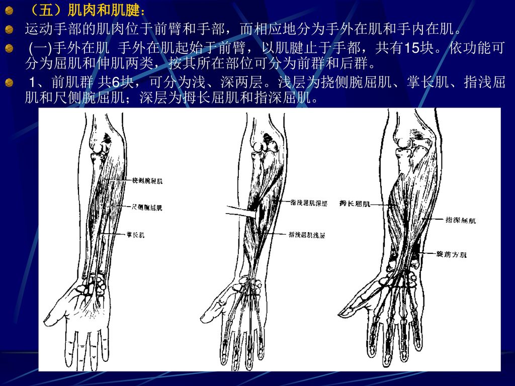 （五）肌肉和肌腱： 运动手部的肌肉位于前臂和手部，而相应地分为手外在肌和手内在肌。 (一)手外在肌 手外在肌起始于前臂，以肌腱止于手都，共有15块。依功能可分为屈肌和伸肌两类，按其所在部位可分为前群和后群。