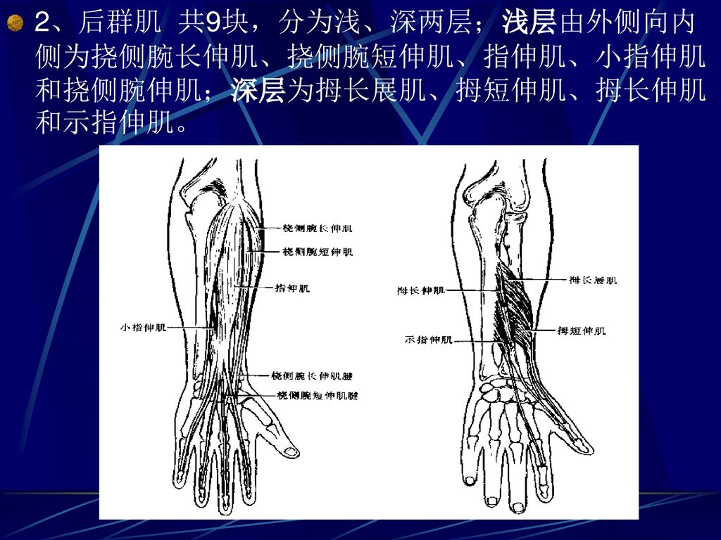 2、后群肌 共9块，分为浅、深两层；浅层由外侧向内侧为挠侧腕长伸肌、挠侧腕短伸肌、指伸肌、小指伸肌和挠侧腕伸肌；深层为拇长展肌、拇短伸肌、拇长伸肌和示指伸肌。