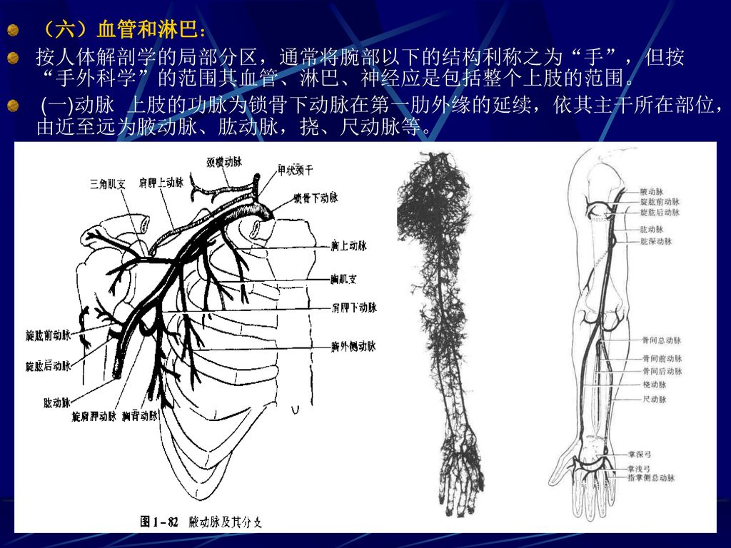 （六）血管和淋巴： 按人体解剖学的局部分区，通常将腕部以下的结构利称之为 手 ，但按 手外科学 的范围其血管、淋巴、神经应是包括整个上肢的范围。 (一)动脉 上肢的功脉为锁骨下动脉在第一肋外缘的延续，依其主干所在部位，由近至远为腋动脉、肱动脉，挠、尺动脉等。