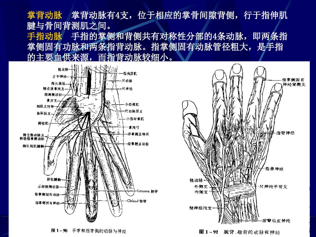 掌背动脉 掌背动脉有4支，位于相应的掌骨间隙背侧，行于指伸肌腱与骨间背测肌之间。 手指动脉 手指的掌侧和背侧共有对称性分部的4条动脉，即两条指掌侧固有功脉和两条指背动脉。指掌侧固有动脉管径粗大，是手指的主要血供来源，而指背动脉较细小。