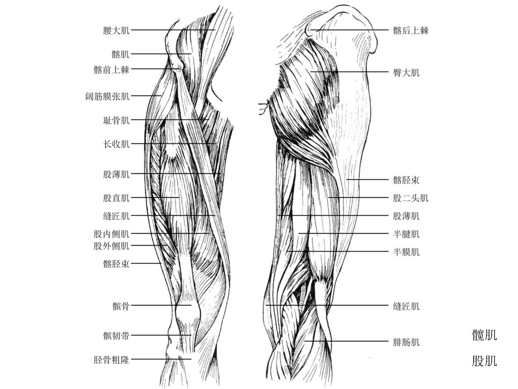 观察自己的上下肢,比较上肢肌肉和下肢 肌肉有何不同. 2.