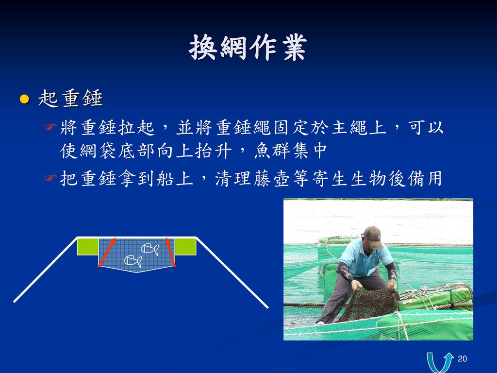 換網作業 起重錘 將重錘拉起，並將重錘繩固定於主繩上，可以使網袋底部向上抬升，魚群集中 把重錘拿到船上，清理藤壺等寄生生物後備用