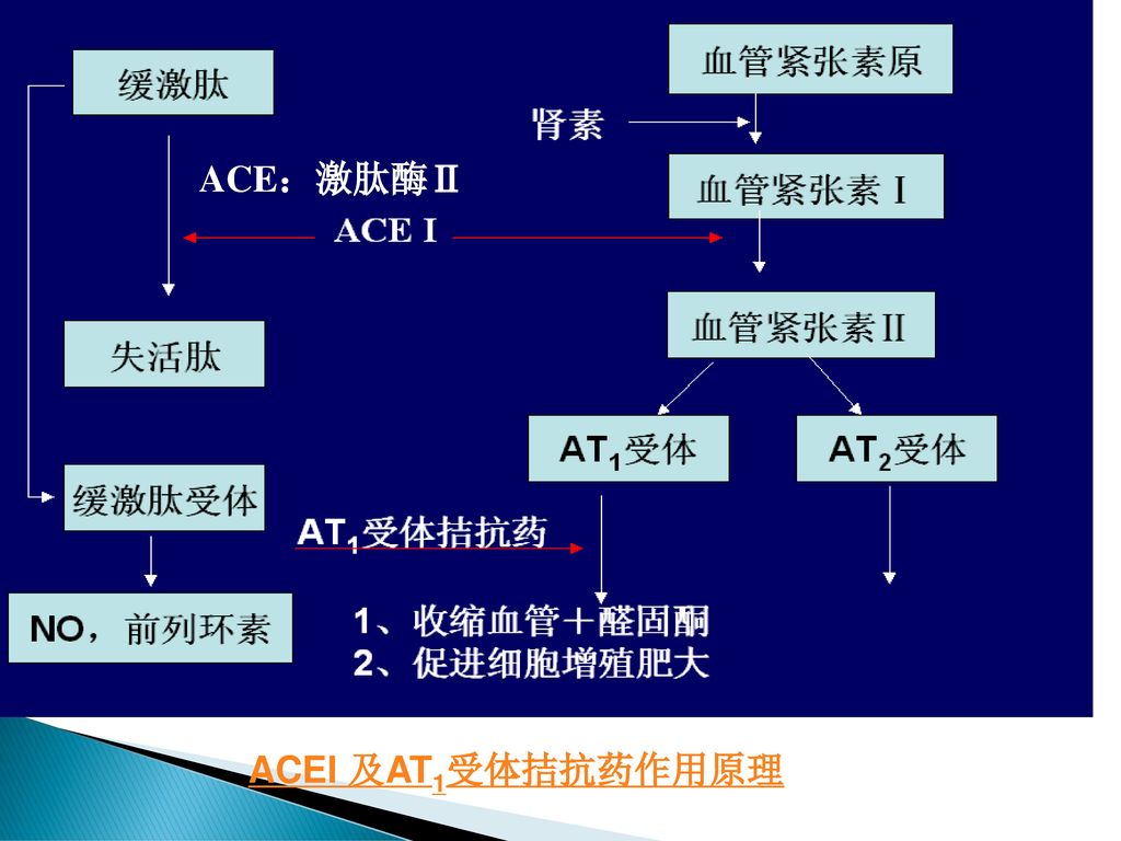 ACE：激肽酶Ⅱ 释放NO，部分对 抗AT1受体作用。 ACEI 及AT1受体拮抗药作用原理