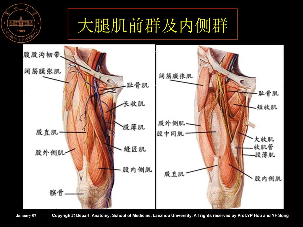 presentation on theme: "肌学(二) 兰州大学基础医学院人体解剖教研
