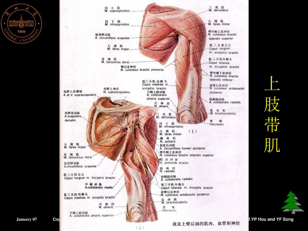 presentation on theme: "肌学(二) 兰州大学基础医学院人体解剖教研