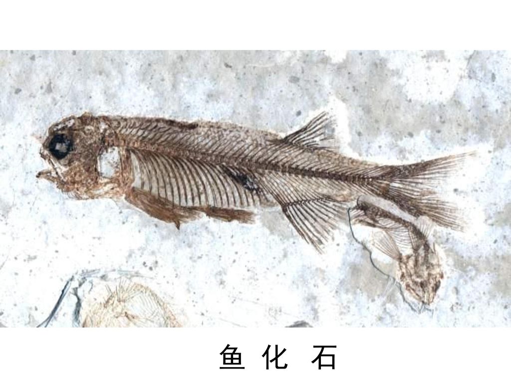 鱼 化 石
