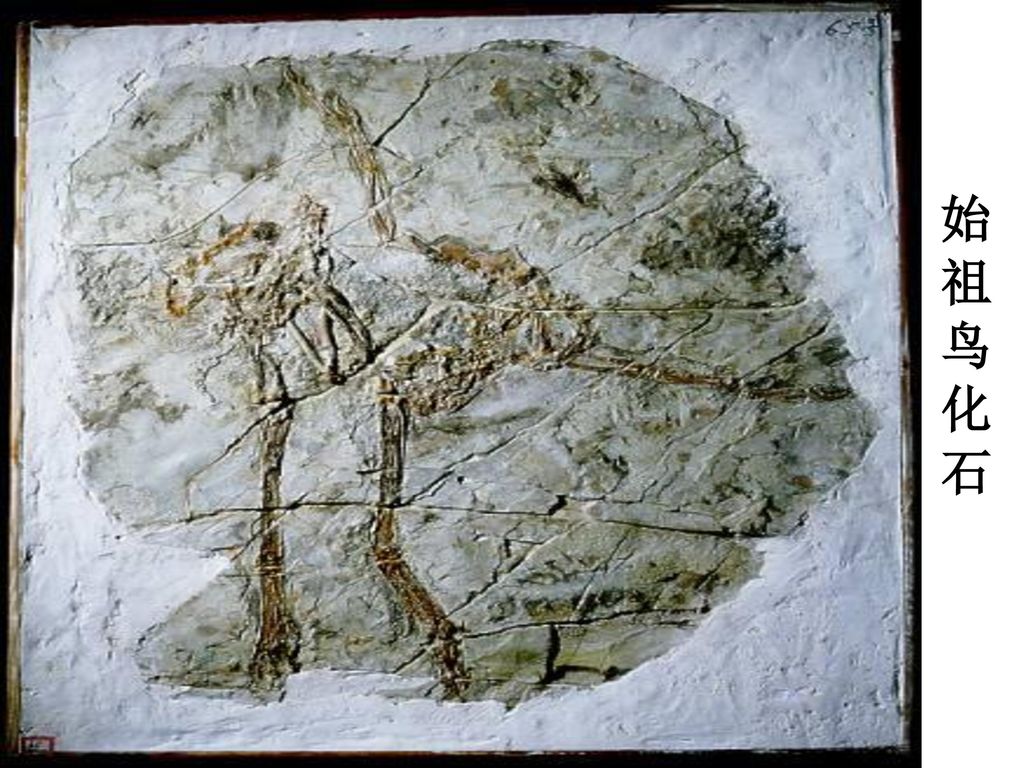 始 祖 鸟 化 石