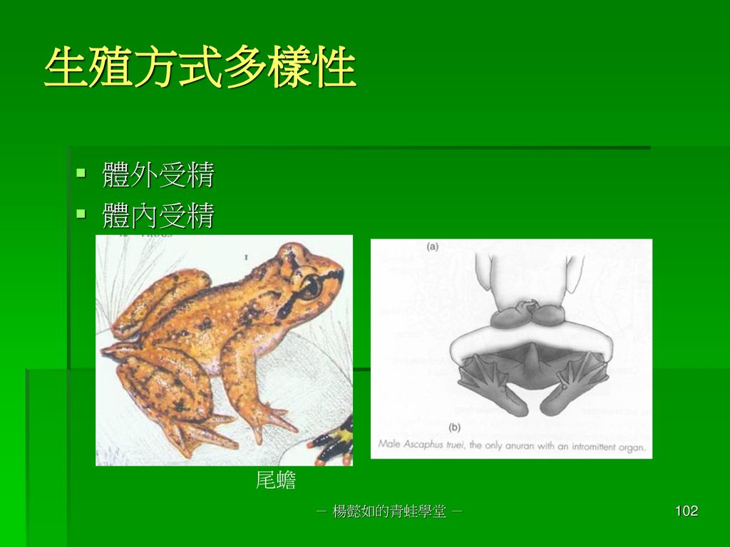 生殖方式多樣性 體外受精 體內受精 尾蟾 － 楊懿如的青蛙學堂 －
