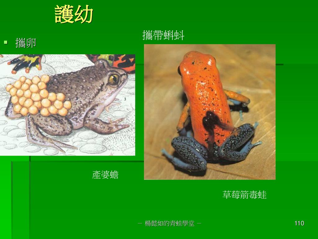 護幼 攜帶蝌蚪 攜卵 產婆蟾 草莓箭毒蛙 － 楊懿如的青蛙學堂 －