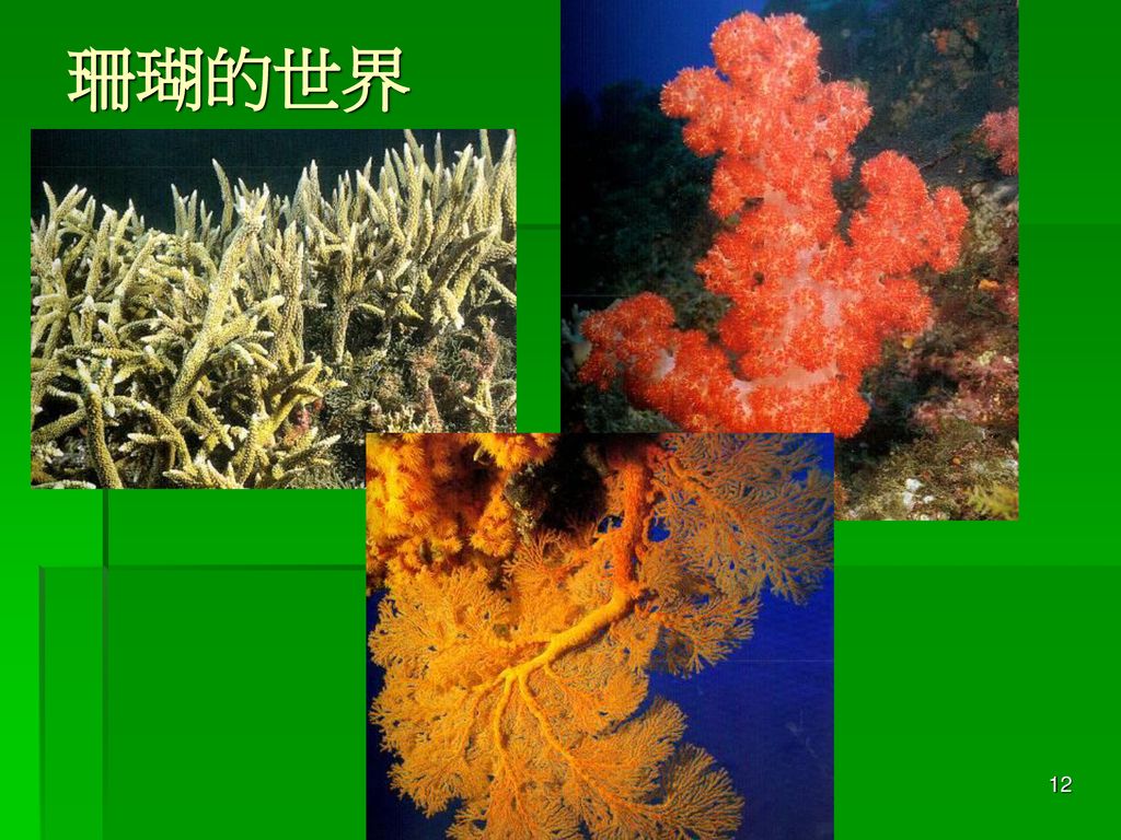 珊瑚的世界 － 楊懿如的青蛙學堂 －