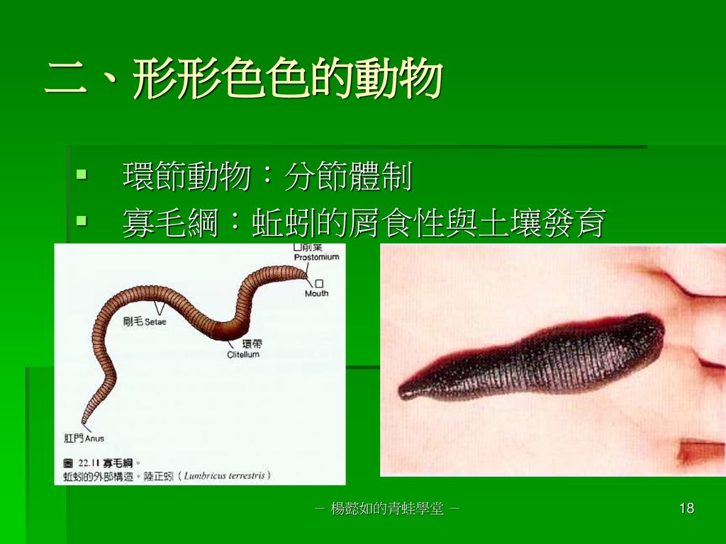 二、形形色色的動物 環節動物：分節體制 寡毛綱：蚯蚓的屑食性與土壤發育 － 楊懿如的青蛙學堂 －
