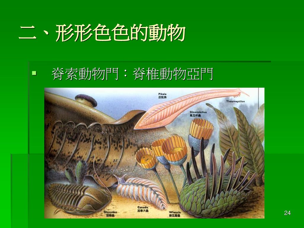 二、形形色色的動物 脊索動物門：脊椎動物亞門 － 楊懿如的青蛙學堂 －