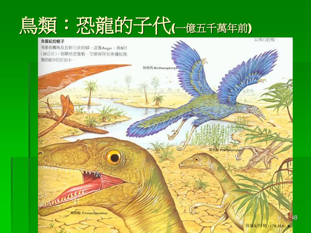 鳥類：恐龍的子代(一億五千萬年前) － 楊懿如的青蛙學堂 －