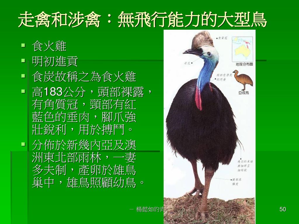 走禽和涉禽：無飛行能力的大型鳥 食火雞 明初進貢 食炭故稱之為食火雞