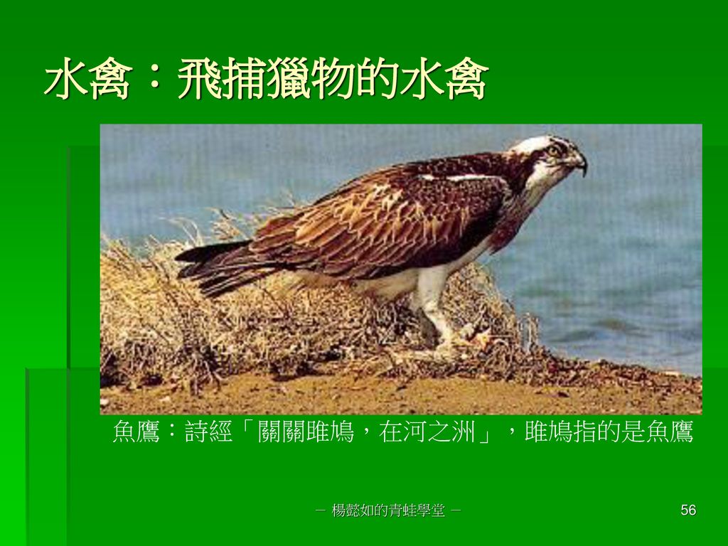 水禽：飛捕獵物的水禽 魚鷹：詩經「關關雎鳩，在河之洲」，雎鳩指的是魚鷹 － 楊懿如的青蛙學堂 －