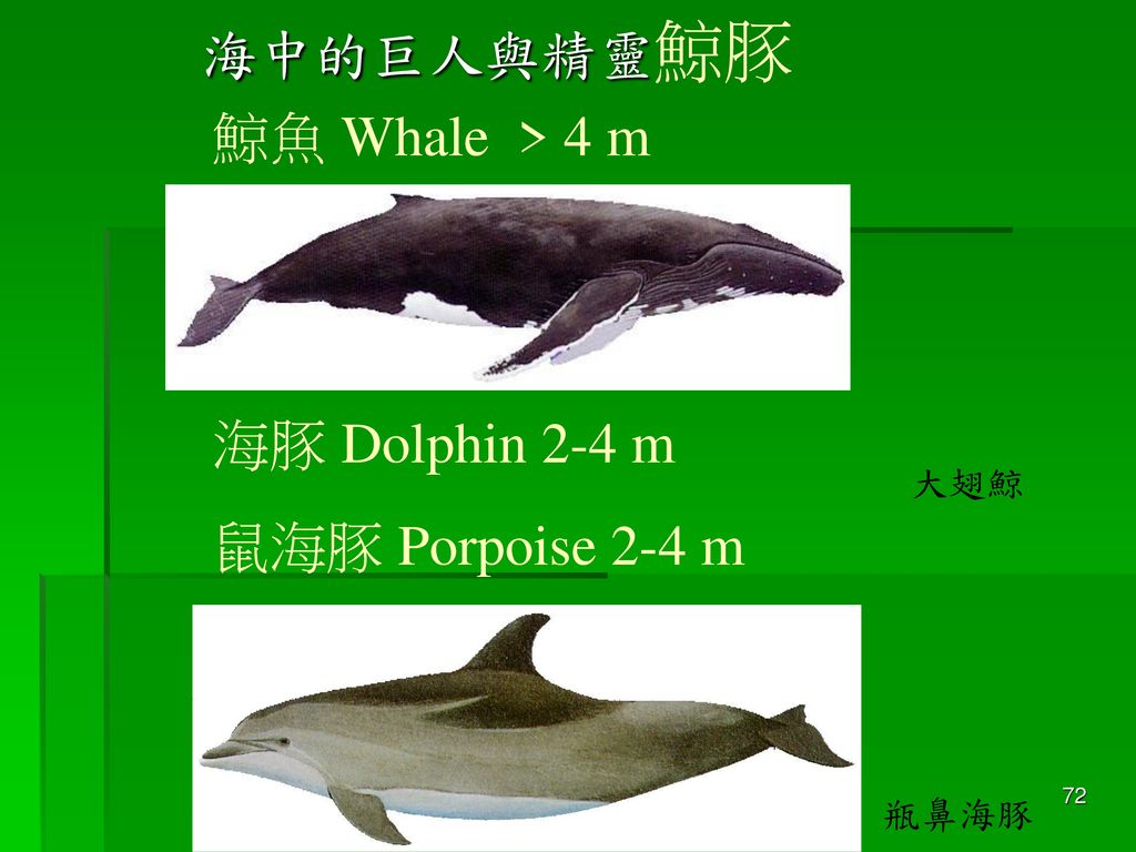 海中的巨人與精靈鯨豚 鯨魚 Whale > 4 m 海豚 Dolphin 2-4 m 鼠海豚 Porpoise 2-4 m 大翅鯨