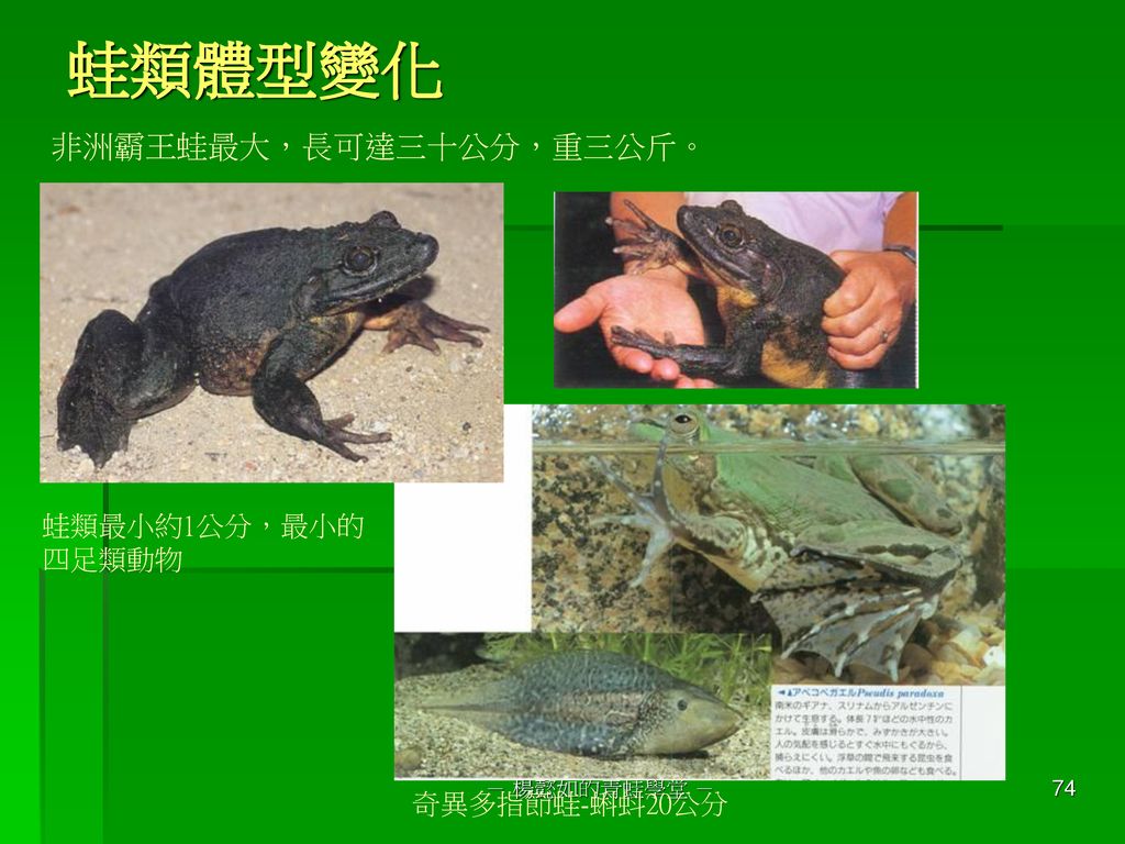蛙類體型變化 非洲霸王蛙最大，長可達三十公分，重三公斤。 蛙類最小約1公分，最小的 四足類動物 奇異多指節蛙-蝌蚪20公分
