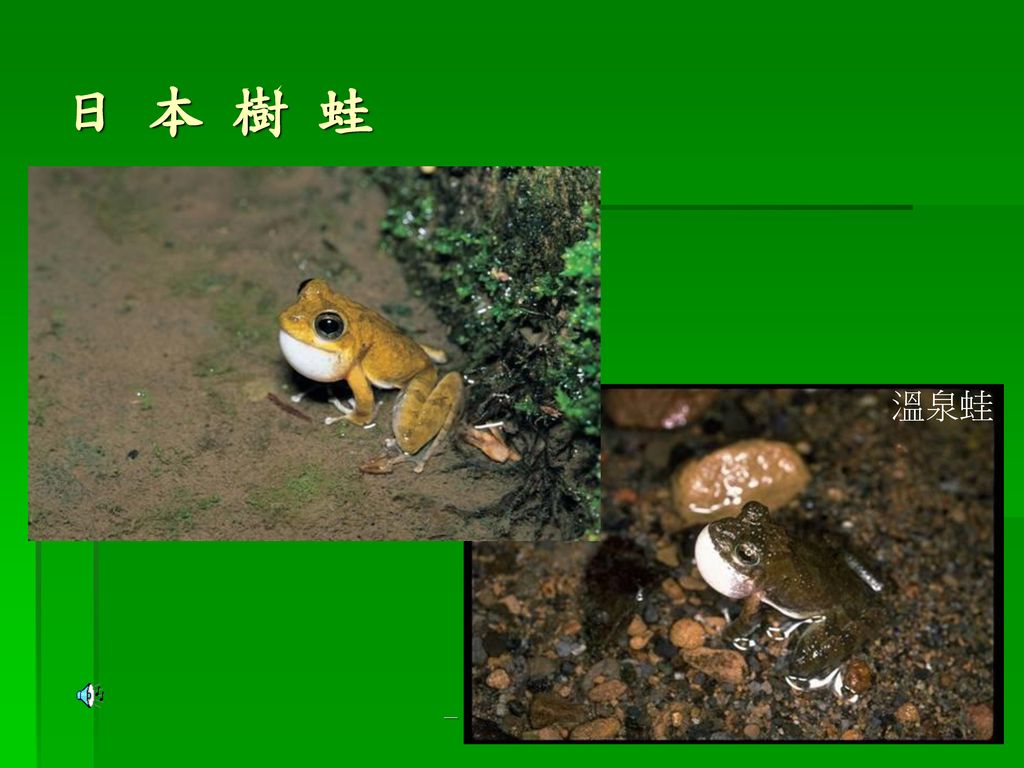 日 本 樹 蛙 溫泉蛙 － 楊懿如的青蛙學堂 －