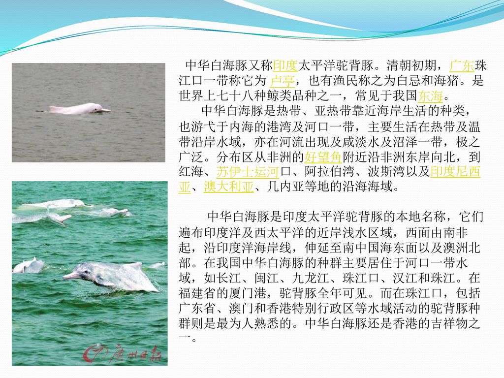 中华白海豚又称印度太平洋驼背豚。清朝初期，广东珠江口一带称它为 卢亭，也有渔民称之为白忌和海猪。是世界上七十八种鲸类品种之一，常见于我国东海。