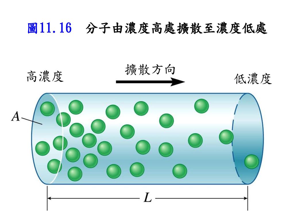 圖11.16 分子由濃度高處擴散至濃度低處 擴散方向 高濃度 低濃度