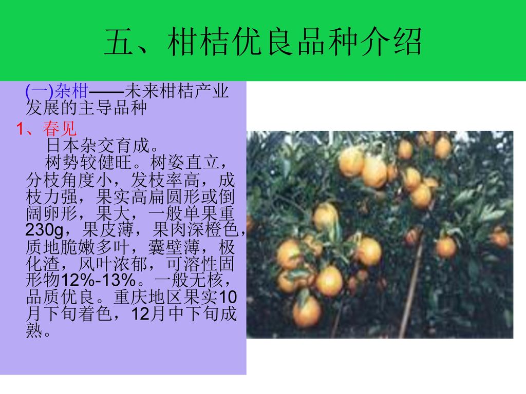五、柑桔优良品种介绍 (一)杂柑——未来柑桔产业发展的主导品种