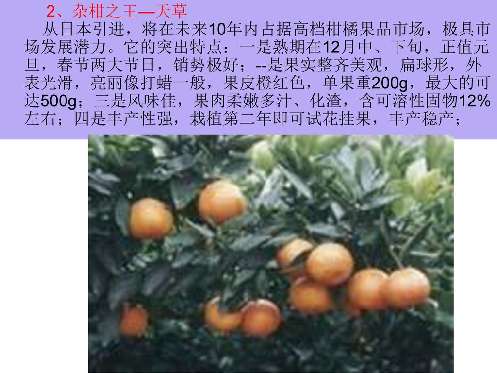 2、杂柑之王—天草 从日本引进，将在未来10年内占据高档柑橘果品市场，极具市场发展潜力。它的突出特点：一是熟期在12月中、下旬，正值元旦，春节两大节日，销势极好；--是果实整齐美观，扁球形，外表光滑，亮丽像打蜡一般，果皮橙红色，单果重200g，最大的可达500g；三是风味佳，果肉柔嫩多汁、化渣，含可溶性固物12%左右；四是丰产性强，栽植第二年即可试花挂果，丰产稳产；
