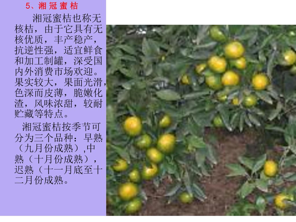 湘冠蜜桔按季节可分为三个品种：早熟（九月份成熟）,中熟（十月份成熟），迟熟（十一月底至十二月份成熟。