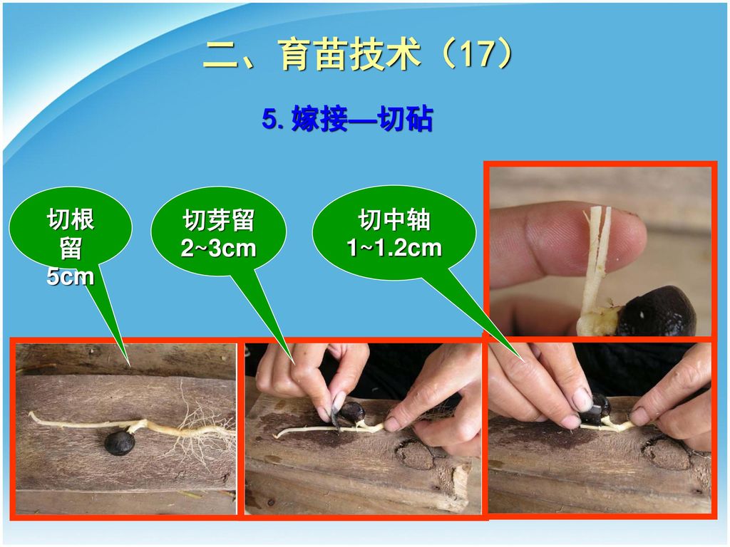 二、育苗技术（17） 5.嫁接—切砧 切根留5cm 切芽留2~3cm 切中轴1~1.2cm