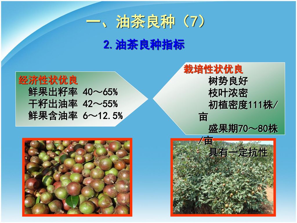 一、油茶良种（7） 2.油茶良种指标 栽培性状优良 树势良好 经济性状优良 枝叶浓密 鲜果出籽率 40～65% 初植密度111株/亩