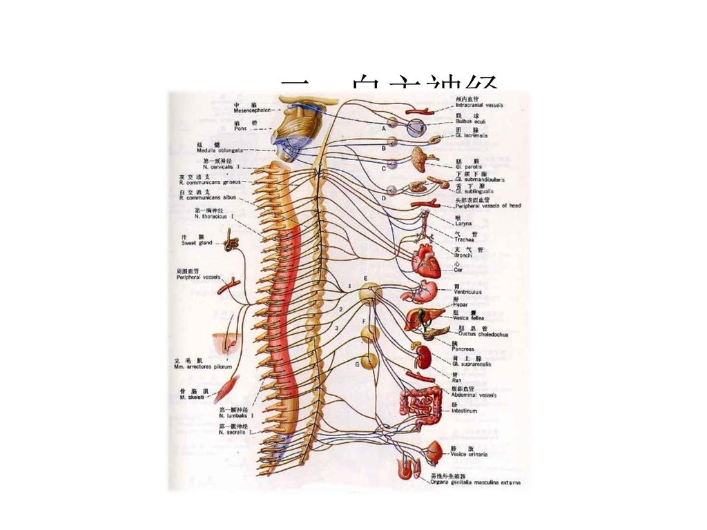 presentation on theme: "脊神经 脊神经共31对,其中颈神经8对,胸神经