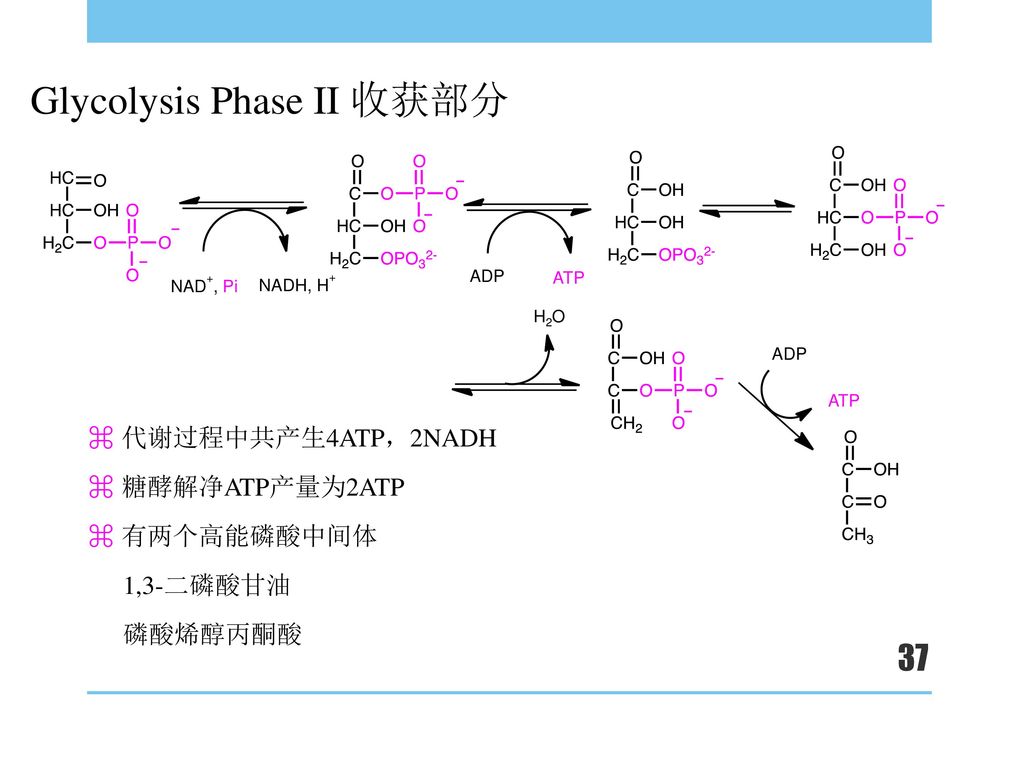 3-bisphosphoglycerate nad nadh h 3-磷酸甘油醛脱氢酶3-磷酸甘油醛1