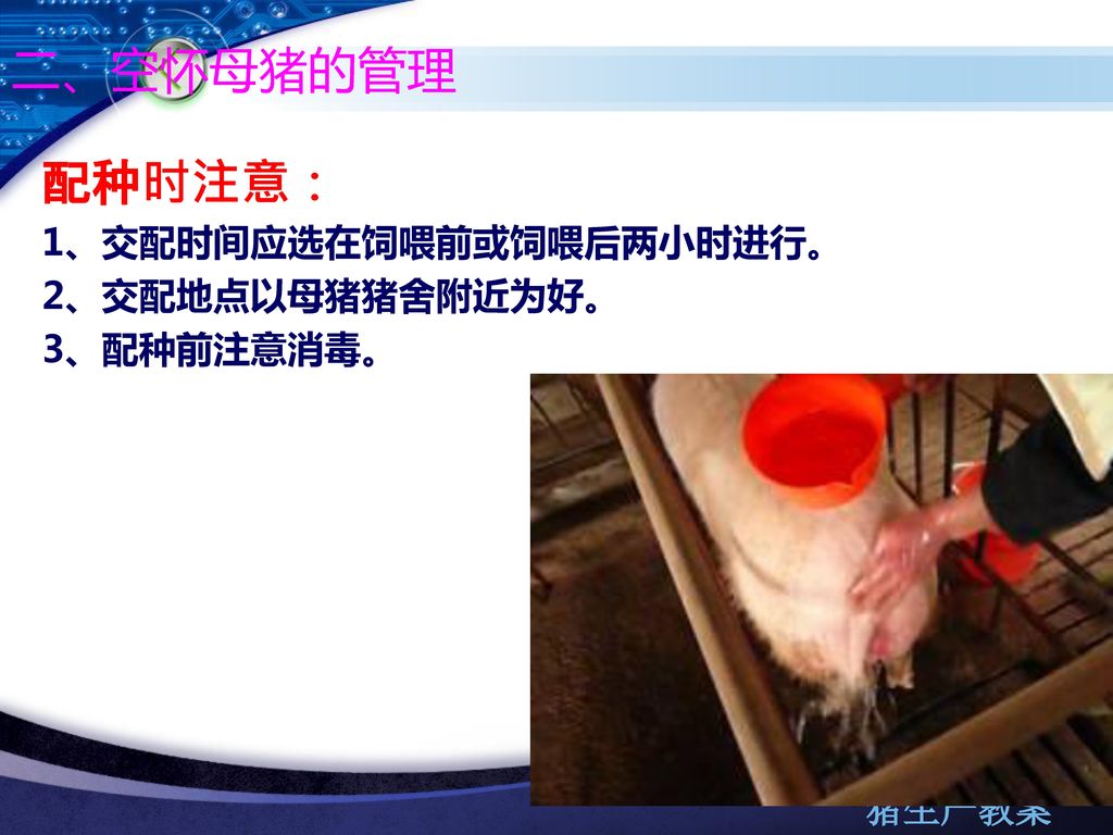 二、空怀母猪的管理 配种时注意： 1、交配时间应选在饲喂前或饲喂后两小时进行。 2、交配地点以母猪猪舍附近为好。 3、配种前注意消毒。