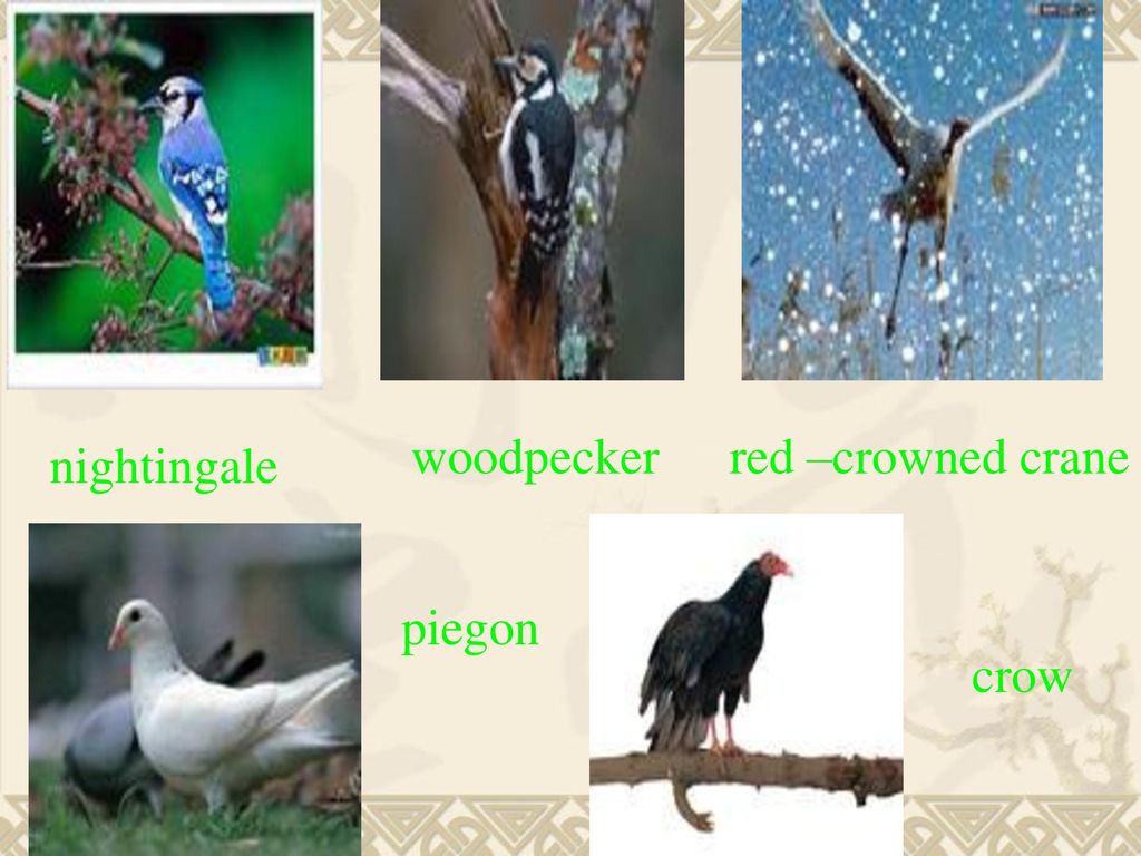 woodpecker red –crowned crane nightingale piegon crow