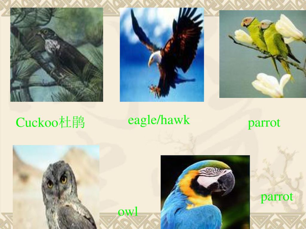 eagle/hawk Cuckoo杜鹃 parrot parrot owl