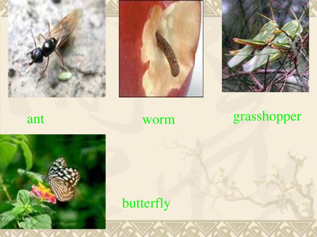 grasshopper ant worm butterfly