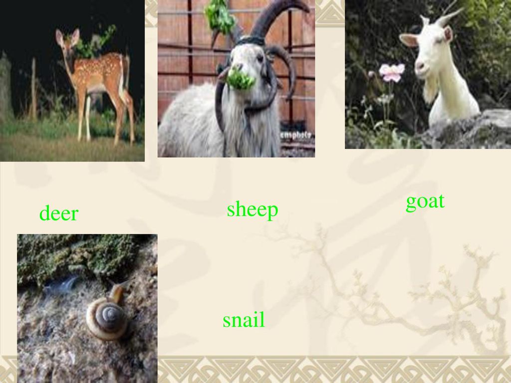 goat sheep deer snail