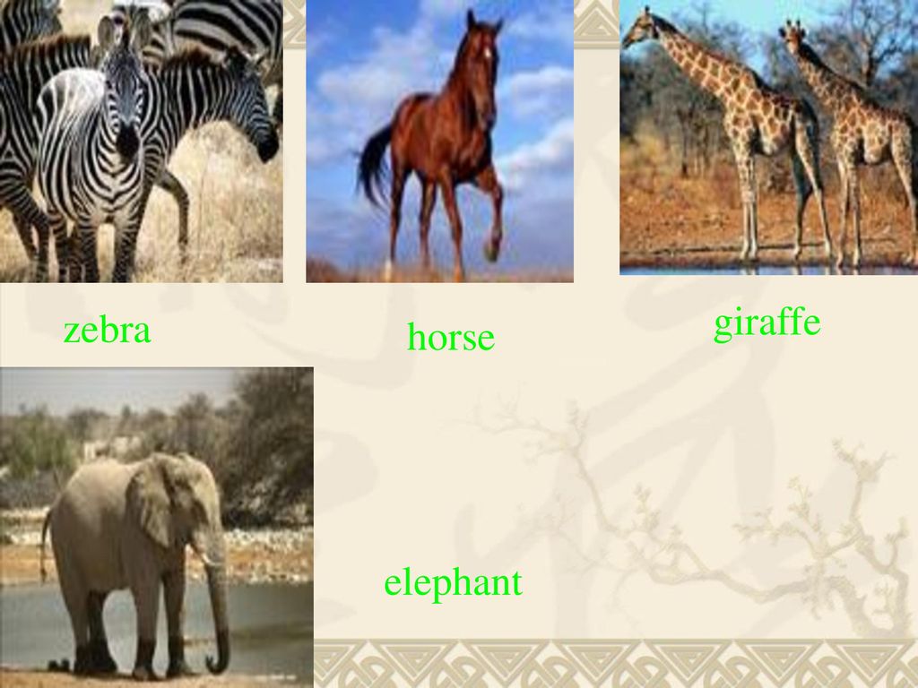 giraffe zebra horse elephant