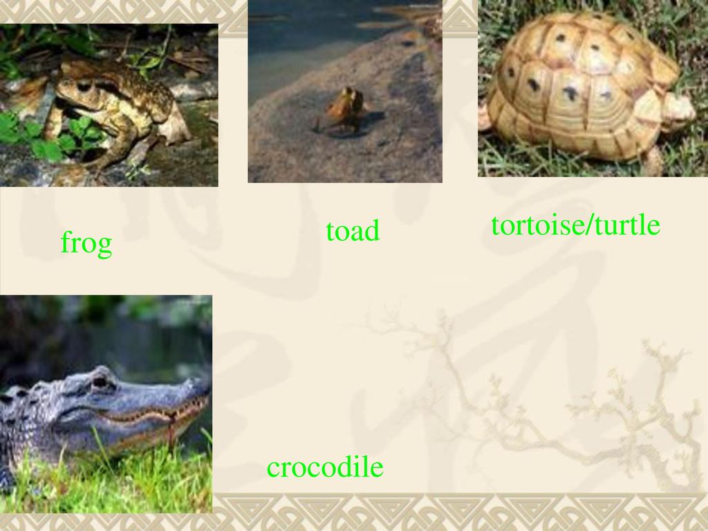 tortoise/turtle toad frog crocodile