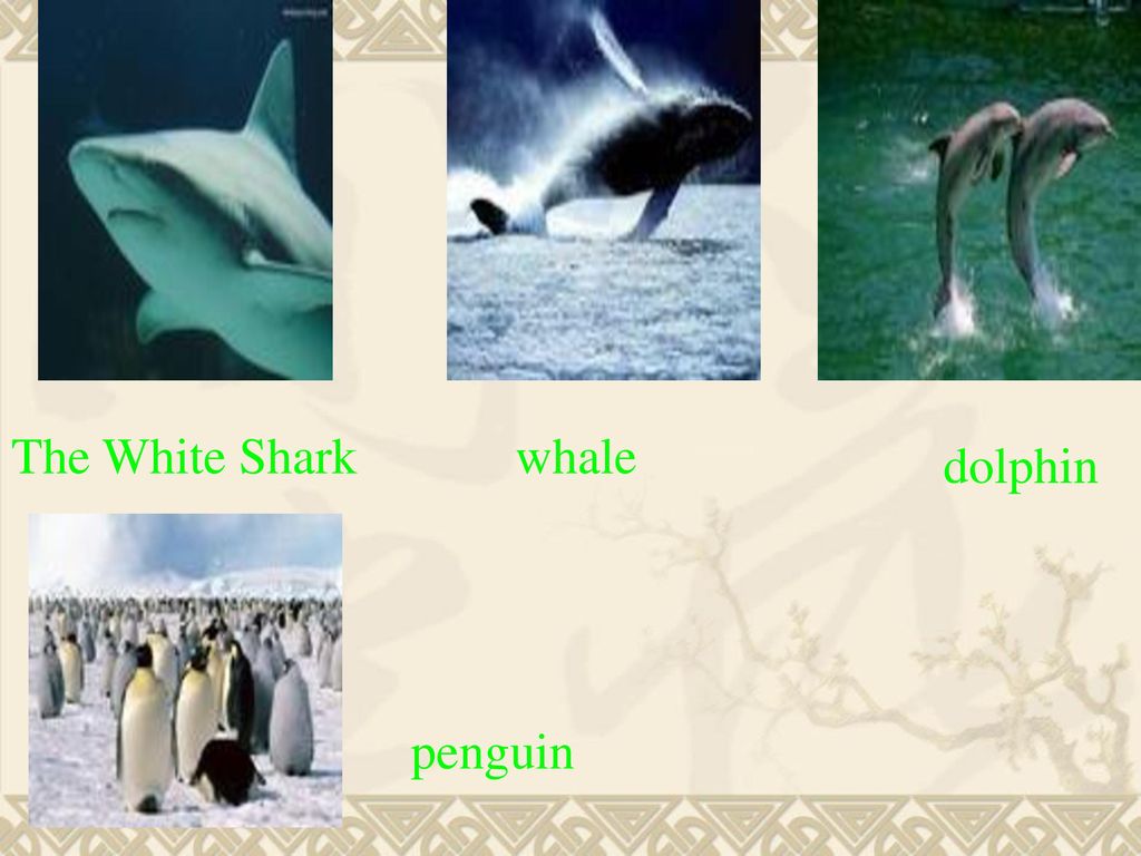 The White Shark whale dolphin penguin