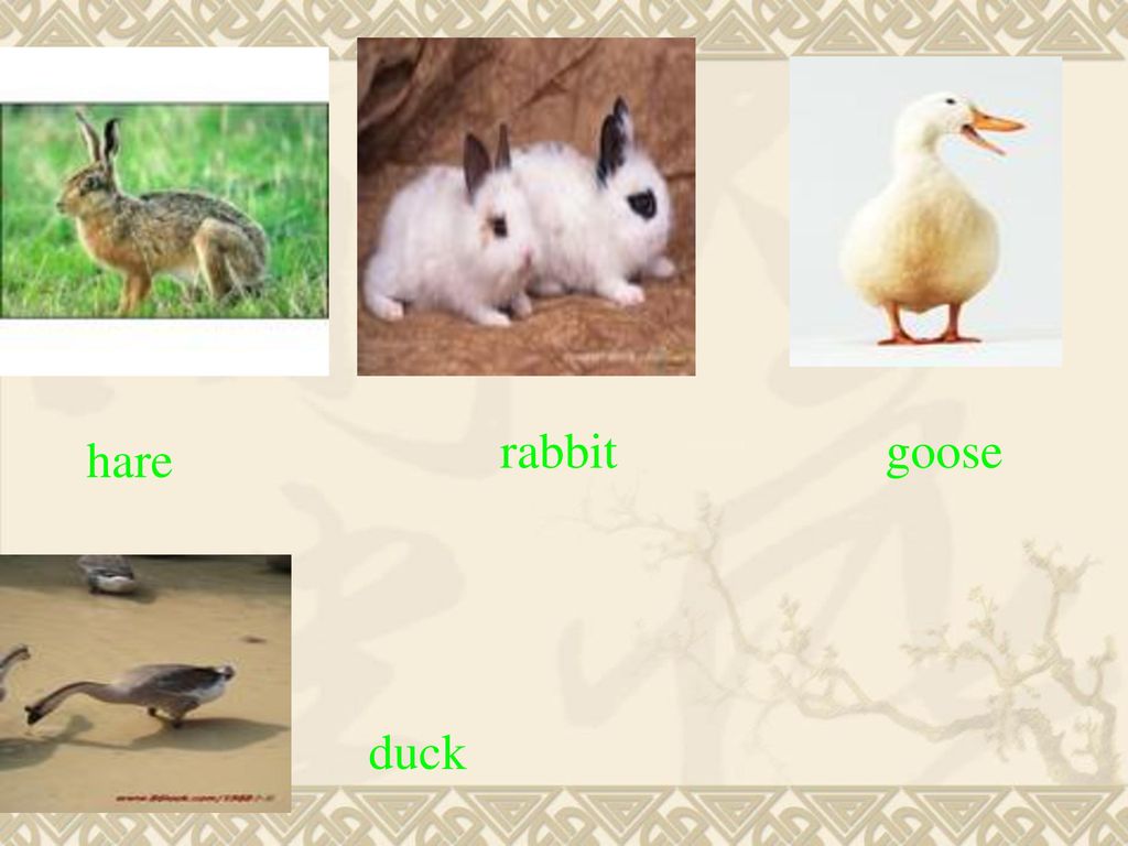 rabbit goose hare duck