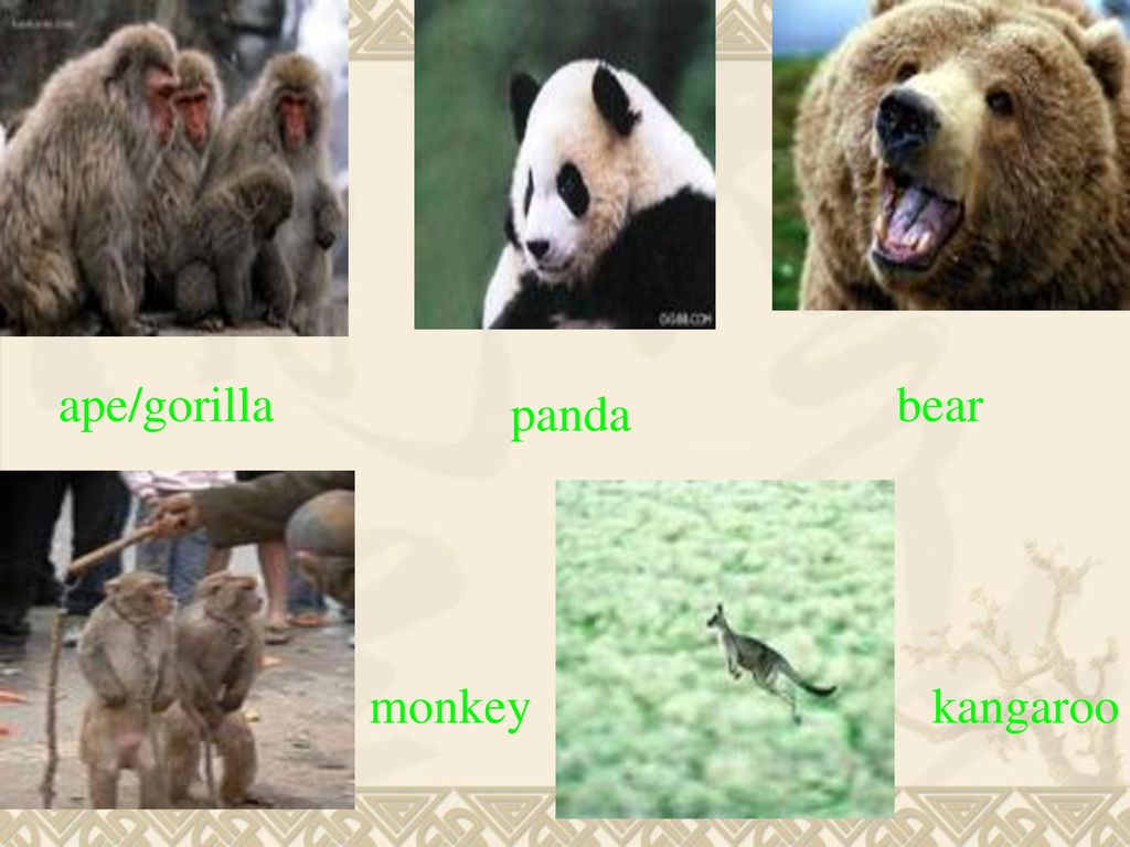 ape/gorilla bear panda monkey kangaroo