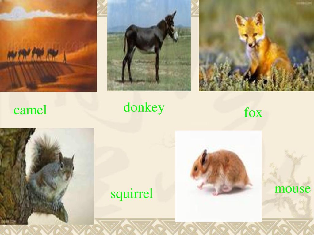 donkey camel fox mouse squirrel