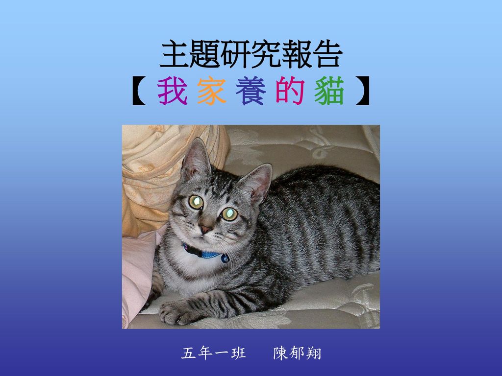 主題研究報告 【 我 家 養 的 貓 】 五年一班 陳郁翔