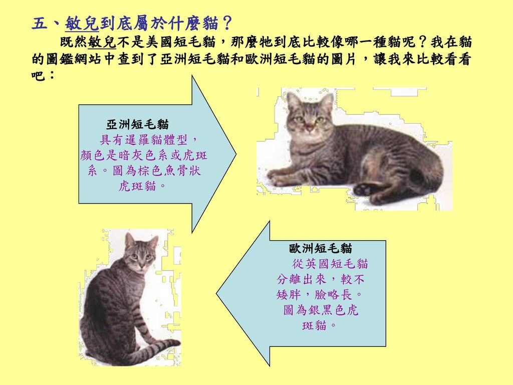 五、敏兒到底屬於什麼貓？ 既然敏兒不是美國短毛貓，那麼牠到底比較像哪一種貓呢？我在貓的圖鑑網站中查到了亞洲短毛貓和歐洲短毛貓的圖片，讓我來比較看看吧：