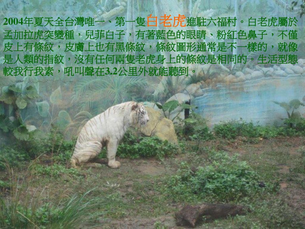 2004年夏天全台灣唯一、第一隻白老虎進駐六福村。白老虎屬於孟加拉虎突變種，兒菲白子，有著藍色的眼睛、粉紅色鼻子，不僅皮上有條紋，皮膚上也有黑條紋，條紋圖形通常是不一樣的，就像是人類的指紋，沒有任何兩隻老虎身上的條紋是相同的。生活型態較我行我素，吼叫聲在3.2公里外就能聽到。