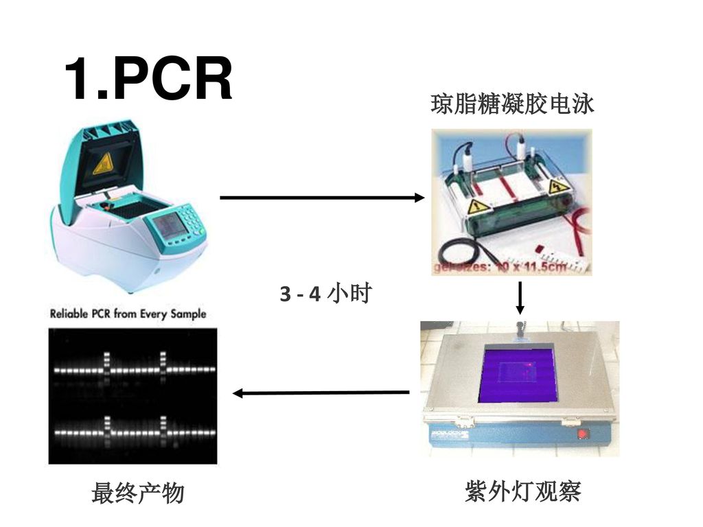 1.PCR PCR 琼脂糖凝胶电泳 最终产物 紫外灯观察 小时