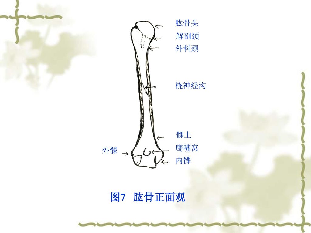 肱骨头 解剖颈 外科颈 桡神经沟 髁上 鹰嘴窝 内髁 外髁 图7 肱骨正面观