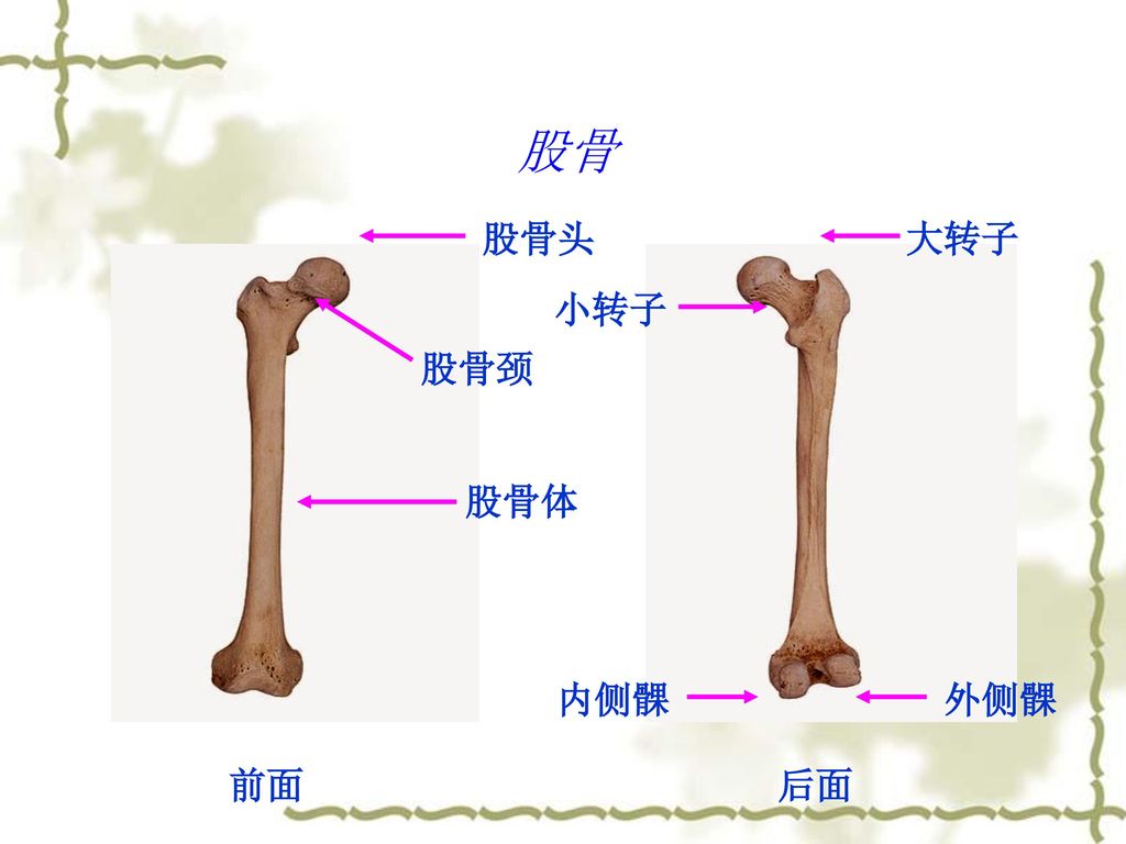 股骨 股骨头 大转子 小转子 股骨颈 股骨体 内侧髁 外侧髁 前面 后面