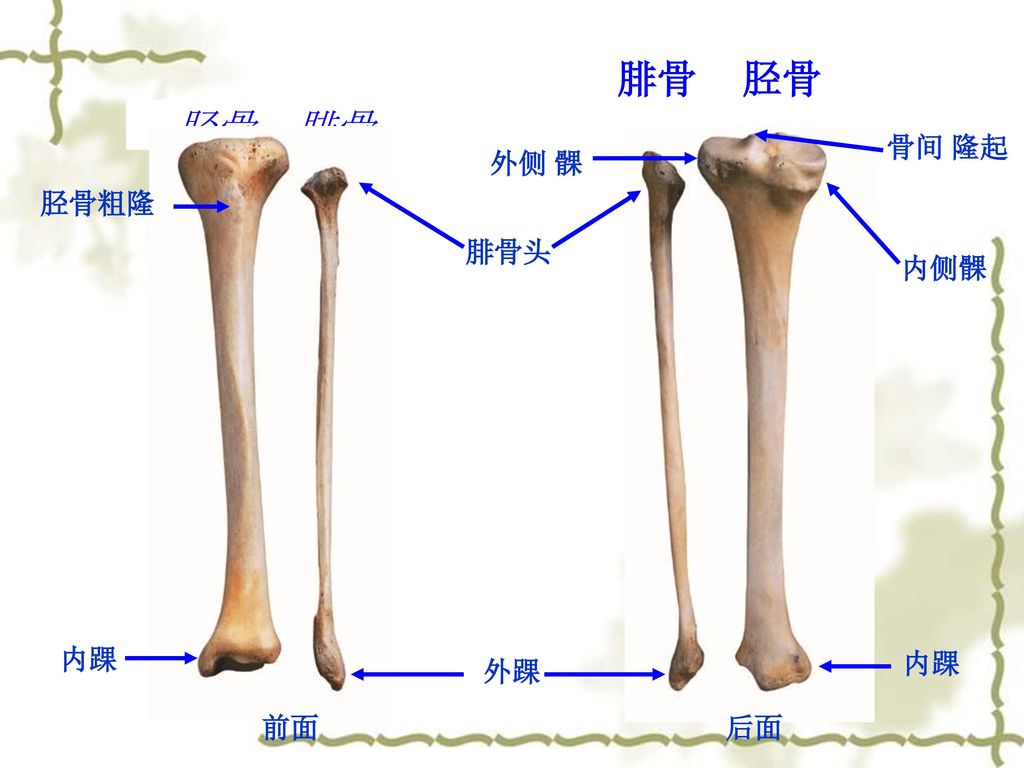 腓骨 胫骨 胫骨 腓骨 骨间 隆起 外侧 髁 胫骨粗隆 腓骨头 内侧髁 内踝 内踝 外踝 前面 后面