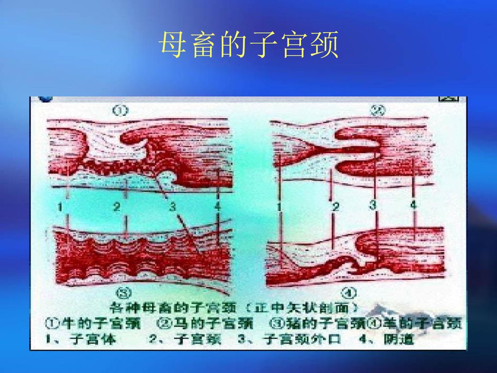 牛人工授精技术 延边大学农学院动物科学系 方南洙教授.